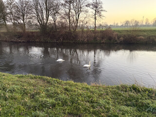 foto der rur mit zwei schw&auml;nen in der mitte des fluss. einer der sch&auml;ne hat seinen kopf unter wasser