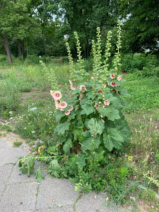 bl&uuml;ten bl&uuml;hen und osmose sprengt