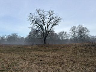 foto eines baum an der b&uuml;rgerwiese in den rehbergen. der boden ist braun, am horizont wabbert nebel, der himmerl ist klar und der baum kahl
