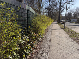 gr&uuml;n bl&uuml;hende hecke am eingang des strandband pl&ouml;tzensee