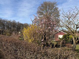 gelb / rosa bl&uuml;hende b&uuml;sche in einer gartensiedlung in den rehbergen