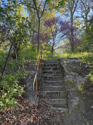 violetter strauch (m&ouml;glicherweise ein judasbaum) am schiffahrtskanal, davor eine steinerne treppe