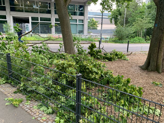 bild von abgebrochenen &auml;sten nach dem sturm gestern abend am max-josef-metzger-platz