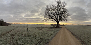 foto vom sonnenaufgang &uuml;ber den feldern um karken, man sieht adams linde und einen feldweg