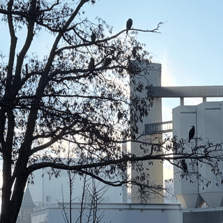 vergr&ouml;ssertes bild von mehreren kormoranen auf einem baum am berlin-spandauer-schifffahrtskanal