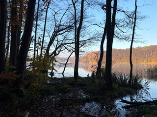 bild vom sonnenaufgang durch ein paar b&auml;ume am summter see. der see ist glatt und ein bisschen nebelig.