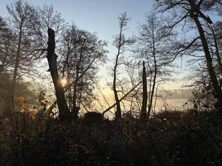 bild vom sonnenaufgang durch ein paar b&auml;ume und baumst&uuml;mpfe am summter see