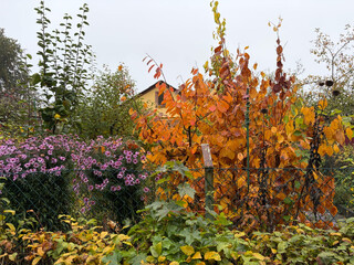 sehr herbstlich wirkendes fotos vom vorgarten einer datscha in den rehbergen