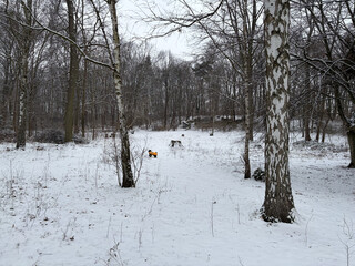foto aus dem goethepark, man sieht kahle, dunkle b&auml;ume und etwas neuschnee, der den boden komplett bedeckt. im hintergrund sieht man frida stehen und eine treppenanlage. insgesamt ist die stimmung sehr grau.