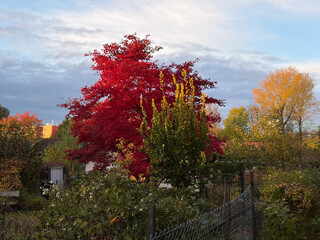 intensiv leuchtend roter baum in herbstlicher landschaft