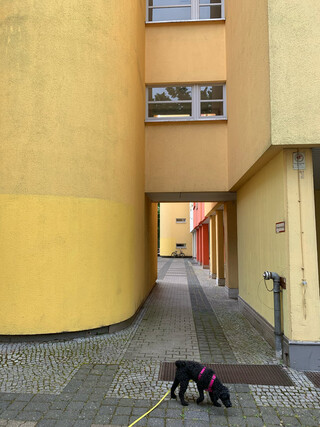bild eine hofeingangssituation eines sehr gelben hauses im bauhaus-stil. frida schn&uuml;ffelt im vordergrund.
