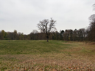 the baum
