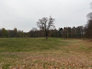 the baum