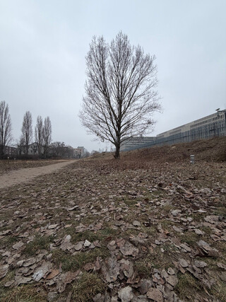 foto eines kahlen, einsamen baums im park zwischen der panke und dem BND-geb&auml;ude