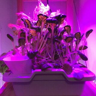 2019-06-08_16-21-14_UTC_5.jpg