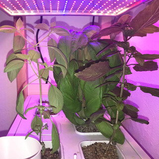 2019-06-27_06-34-46_UTC_5.jpg