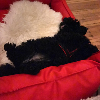 Photo by felix schwenzel on December 09, 2019. Keine Fotobeschreibung verf&uuml;gbar..
