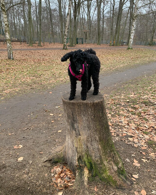 Photo by felix schwenzel in Volkspark Rehberge. Keine Fotobeschreibung verf&uuml;gbar..