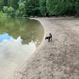 Photo by felix schwenzel in Hundestrand Grunewaldsee. Keine Fotobeschreibung verf&uuml;gbar..