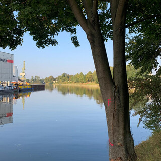 bild eines baum am kanal gegen&uuml;ber dem behala-gel&auml;nde der einen gespalten stamm hat und mit einem F markiert ist.