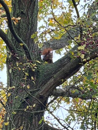 eichhörnchen